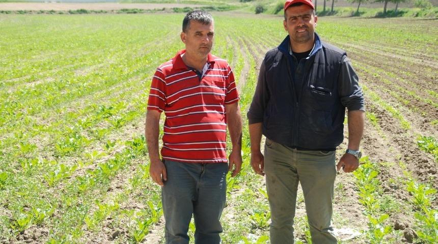 Pancarda fiyat iyi verim d&uuml;ş&uuml;k