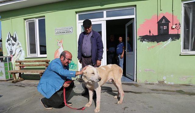 O köpek artık 200 koyunun bekçisi