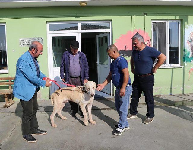 O köpek artık 200 koyunun bekçisi