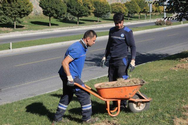 Menteşe’nin yeşil alanları domuz tehdidi altında