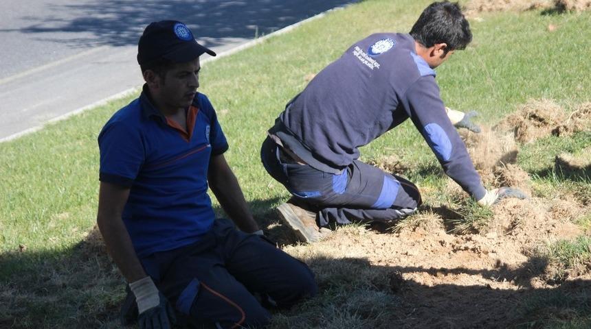 Menteşe&rsquo;nin yeşil alanları domuz tehdidi altında