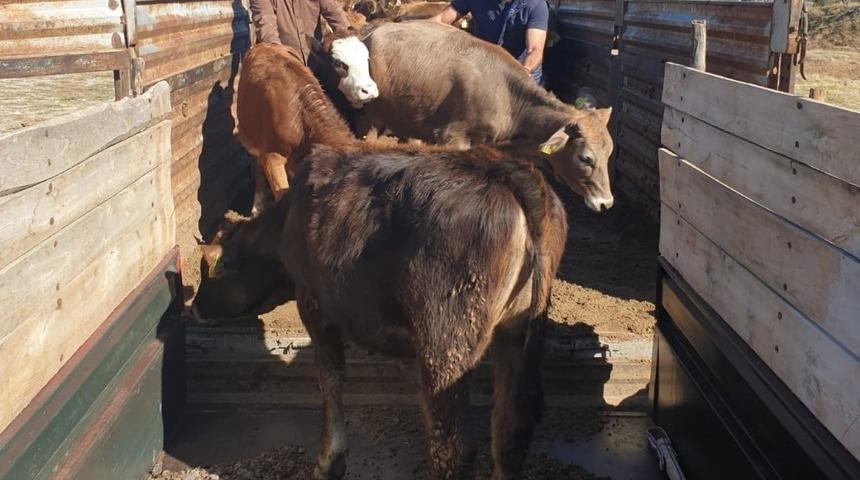 Sungurlu&rsquo;da &ccedil;ift&ccedil;ilere b&uuml;y&uuml;kbaş hayvan dağıtıldı