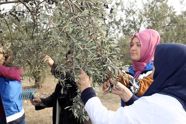 'Topraktan halka' zeytin hasadı başladı