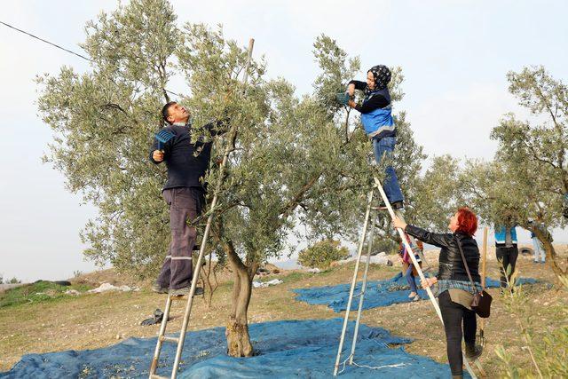 'Topraktan halka' zeytin hasadı başladı