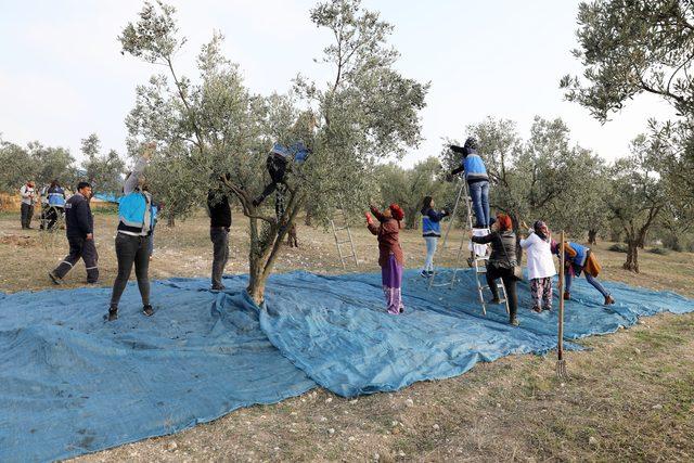 'Topraktan halka' zeytin hasadı başladı