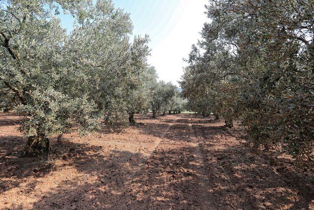 'Topraktan halka' zeytin hasadı başladı