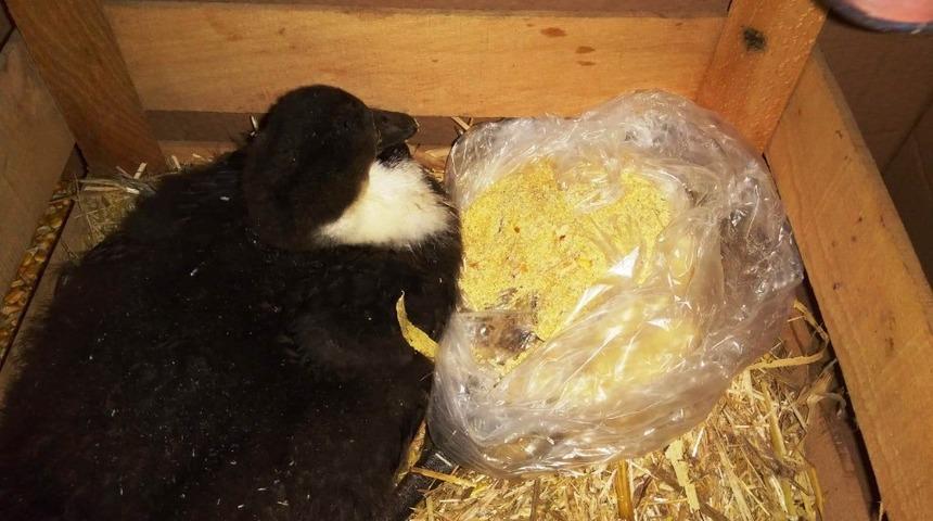 İzmit&rsquo;te duyarlı zabıtalar &ouml;vg&uuml; topluyor