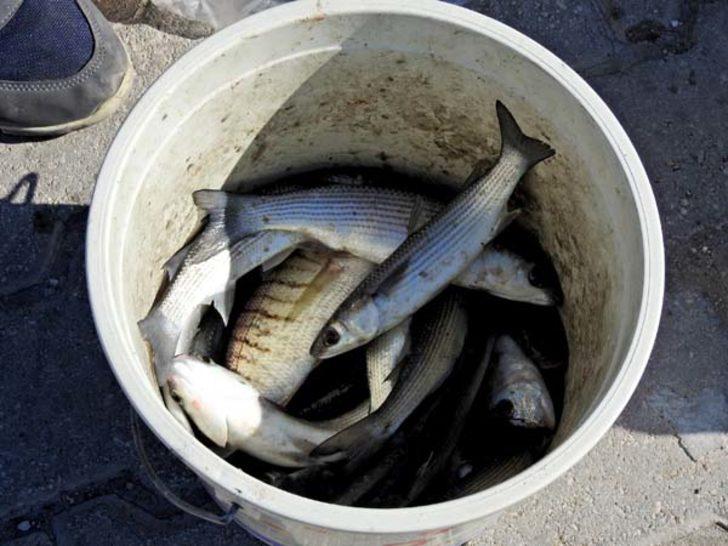 Mazgalın içine ekmek atıp balık avladılar G3