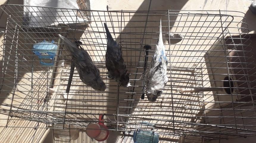 Yangında dumandan etkilenen 3 kuşu itfaiye kurtardı