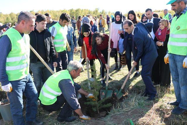 Bingöl’de 2 bin 443 fidan dikildi