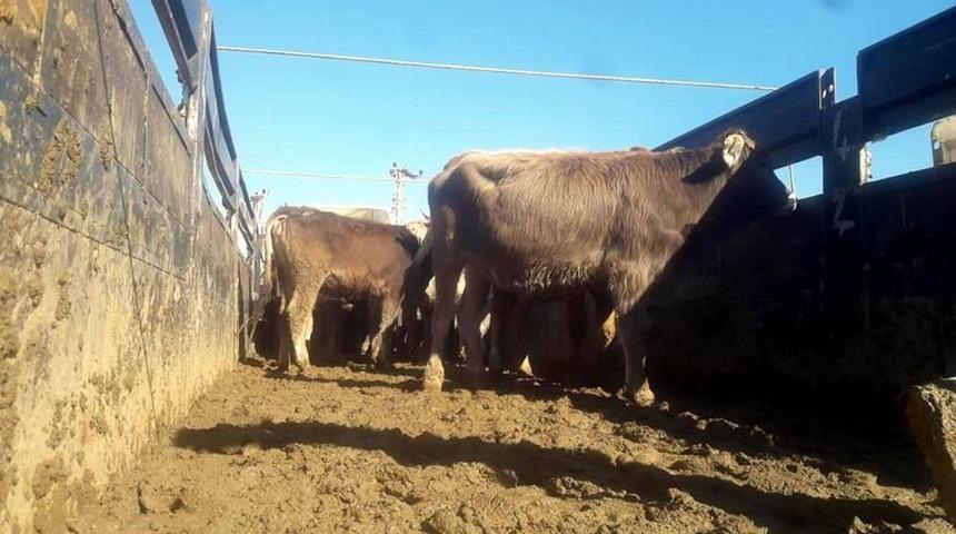 10 &ccedil;ift&ccedil;iye 50 tane b&uuml;y&uuml;kbaş hayvan dağıtıldı