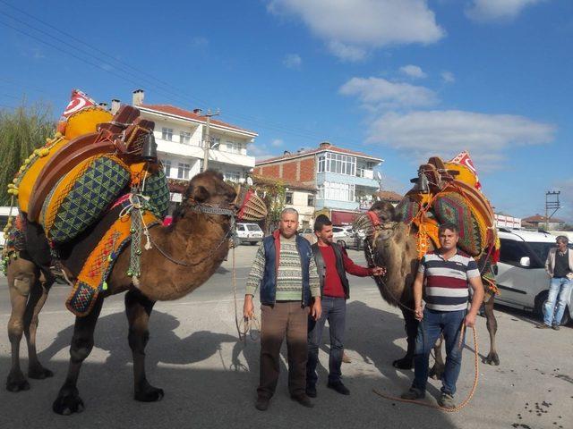 Çan’da güreş develerine havutları kondu