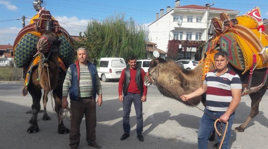 &Ccedil;an&rsquo;da g&uuml;reş develerine havutları kondu