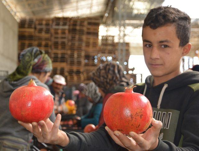 Rusya’nın narı Korkuteli’den ihraç ediliyor