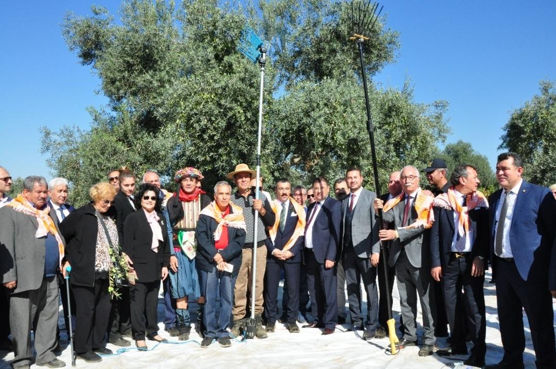 Milas Zeytin Hasat Şenliği kutlandı