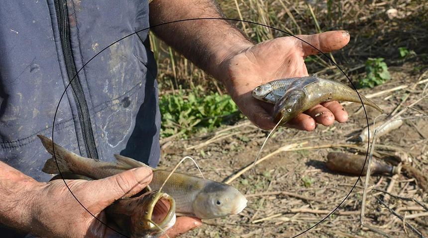 Gediz Nehri'nde toplu balık ölümleri endişe yarattı