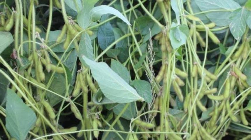 Iğdır&rsquo;da Soya ekimi desteklenmesi