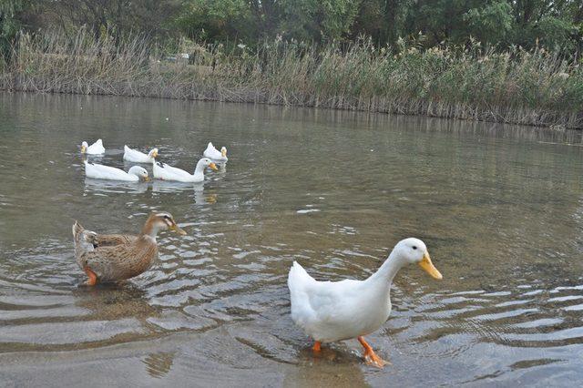 Gölbaşı ilçesinde sonbahar havası ilçeye ayrı bir renk kattı