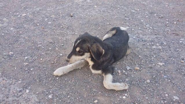 Ayağı kırılan köpek tedavi altına alındı