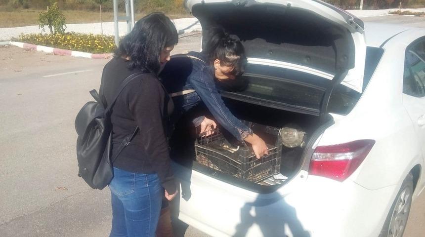 Ayağı kırılan k&ouml;pek tedavi altına alındı