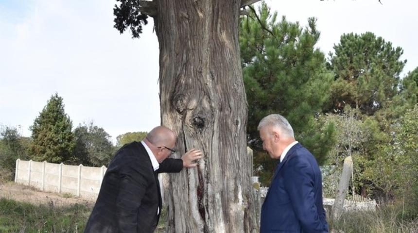 7 asırlık ardı&ccedil; ağacı projelendiriliyor