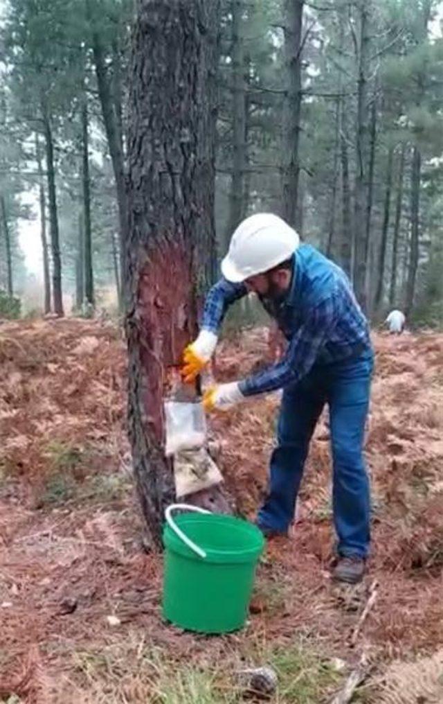 Yalova’da reçine hasadına başlandı