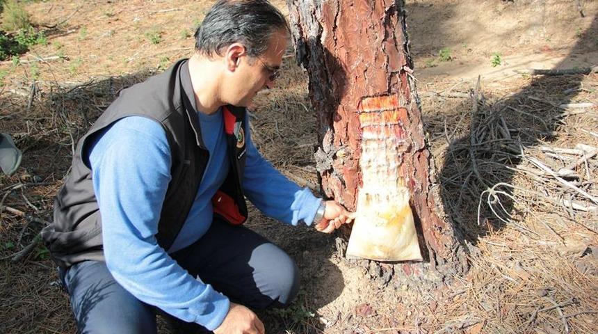 Yalova’da reçine hasadına başlandı