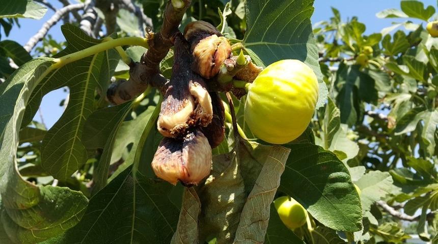 &ldquo;İncir TARSİM kapsamına alınmalı&rdquo;