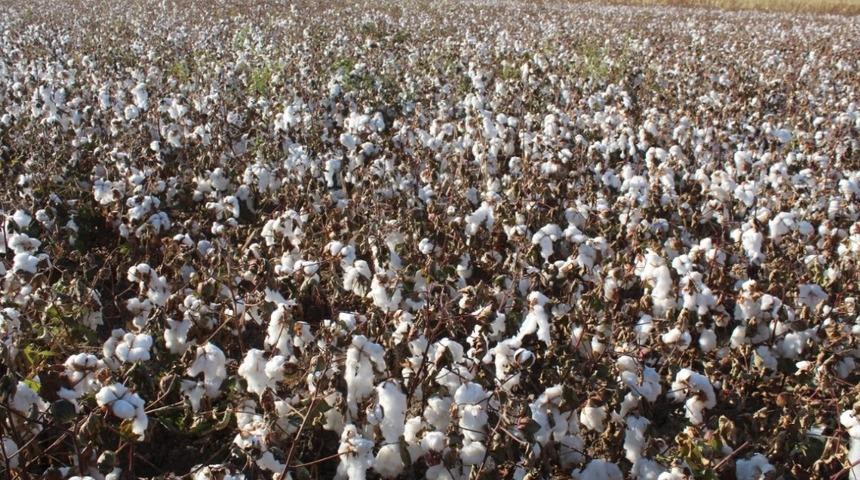 Iğdır&rsquo;da pamuk hasadı devam ediyor