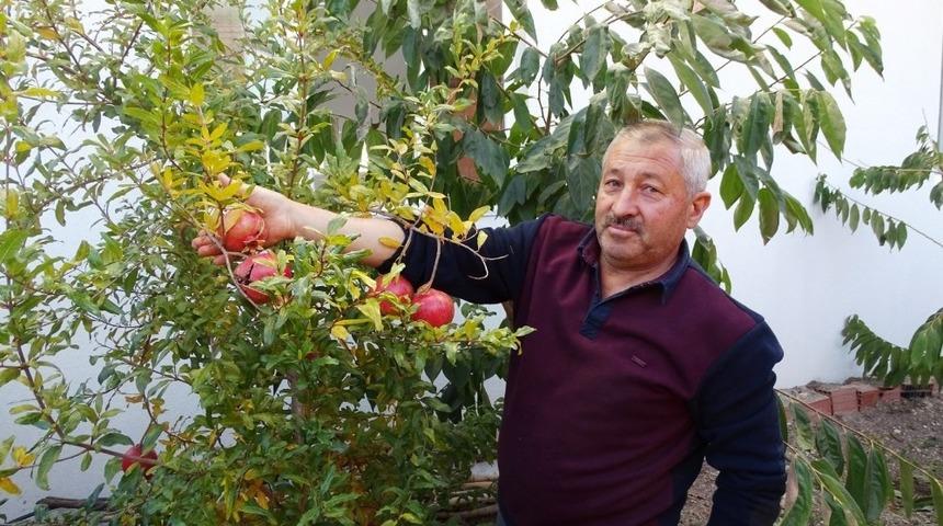 Hisarcık&rsquo;ta ilk kez nar yetiştirildi