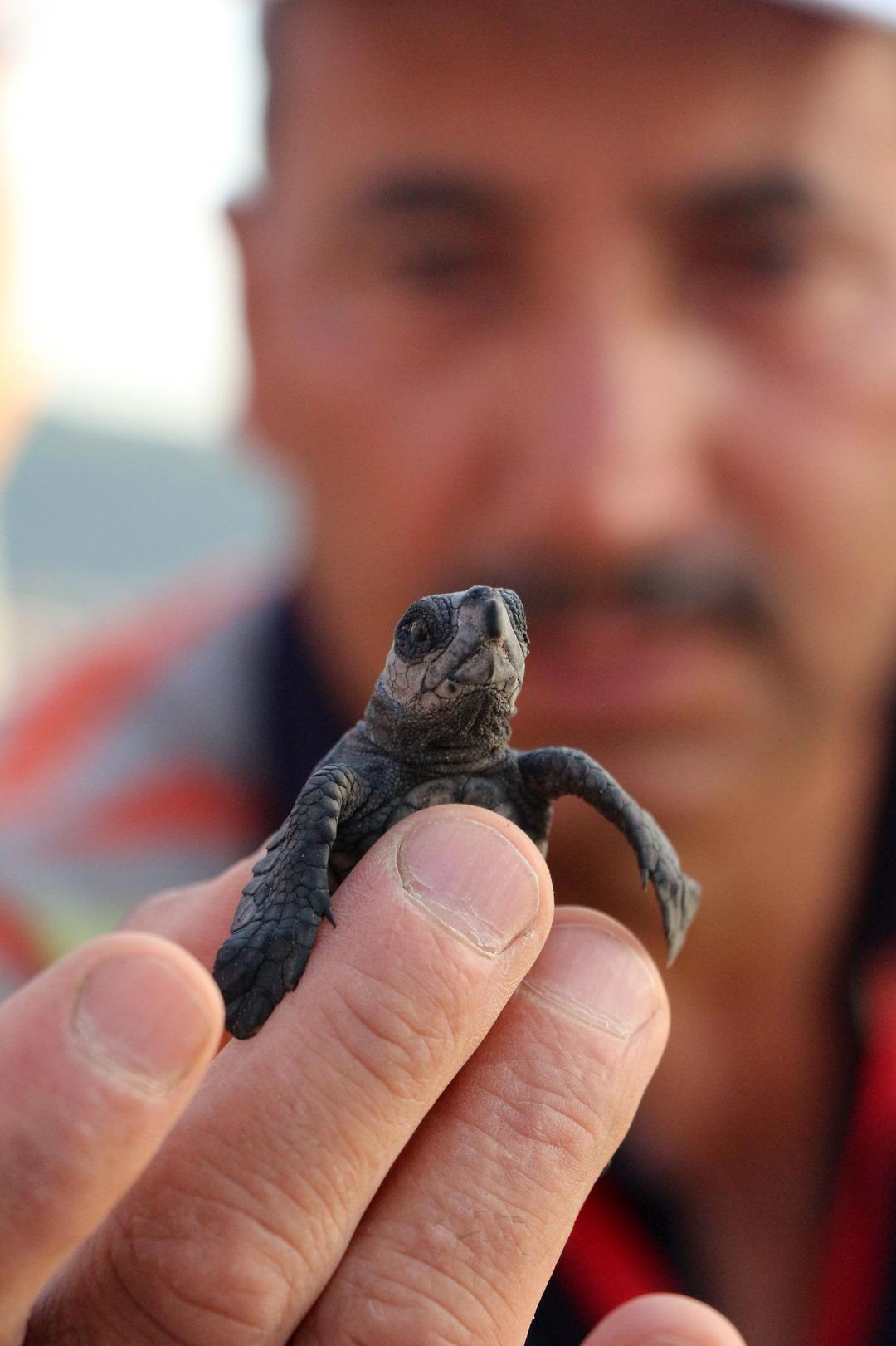 22 yılın rekoru kırıldı! 151 yuva, 13 bin 729 yumurta