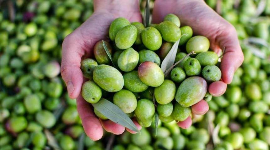 Saipler&rsquo;de yapılacak Zeytin Festivali 11 Kasım&rsquo;da