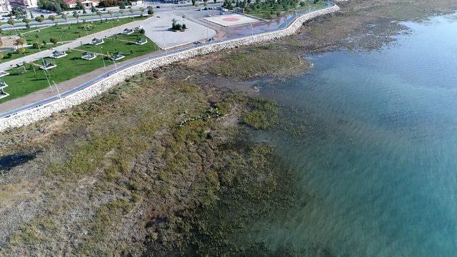 Beyşehir Gölü kıyısındaki istenmeyen sucul bitkiler kesiliyor