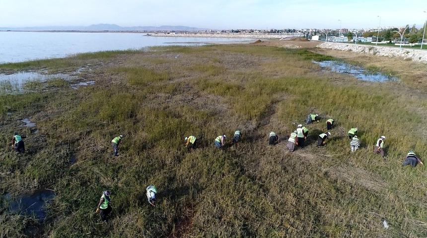 Beyşehir G&ouml;l&uuml; kıyısındaki istenmeyen sucul bitkiler kesiliyor