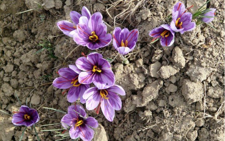 Kökünden yaprağına kadar her şeyi para kazandırıyor G3