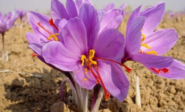 Kökünden yaprağına kadar her şeyi para kazandırıyor G4