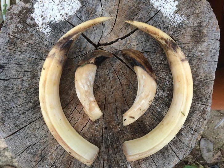 Sakarya'da öldürüldü! Diş uzunluğu 26 santimetre, kendisi 350 kilo... G3