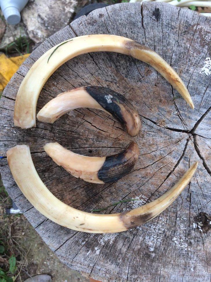 Sakarya'da öldürüldü! Diş uzunluğu 26 santimetre, kendisi 350 kilo... G1