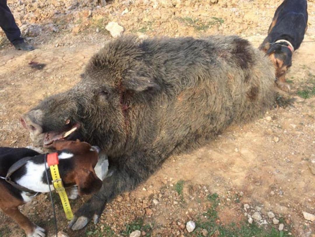 Sakarya'da &ouml;ld&uuml;r&uuml;ld&uuml;! Diş uzunluğu 26 santimetre, kendisi 350 kilo...