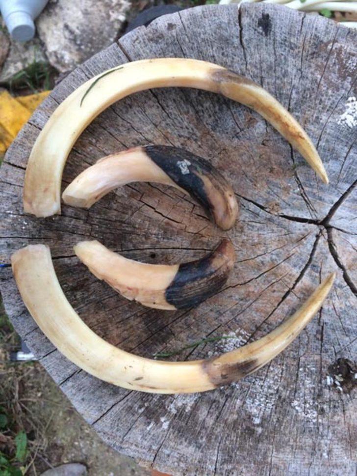 350 kilogramlık domuzu avlayan avcılar gözlerine inanamadı G4