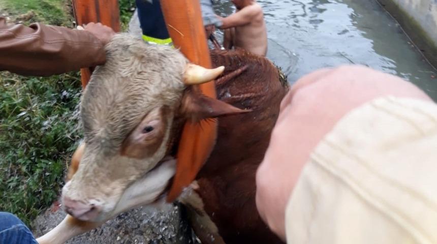 Ahırdan kaçan dana sulama kanalına düştü