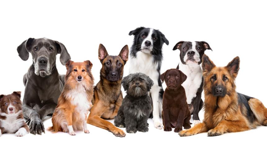 Köpek cinsleri: En popüler büyük ve küçük köpek cinsleri ile av köpeği cinslerinin özellikleri!