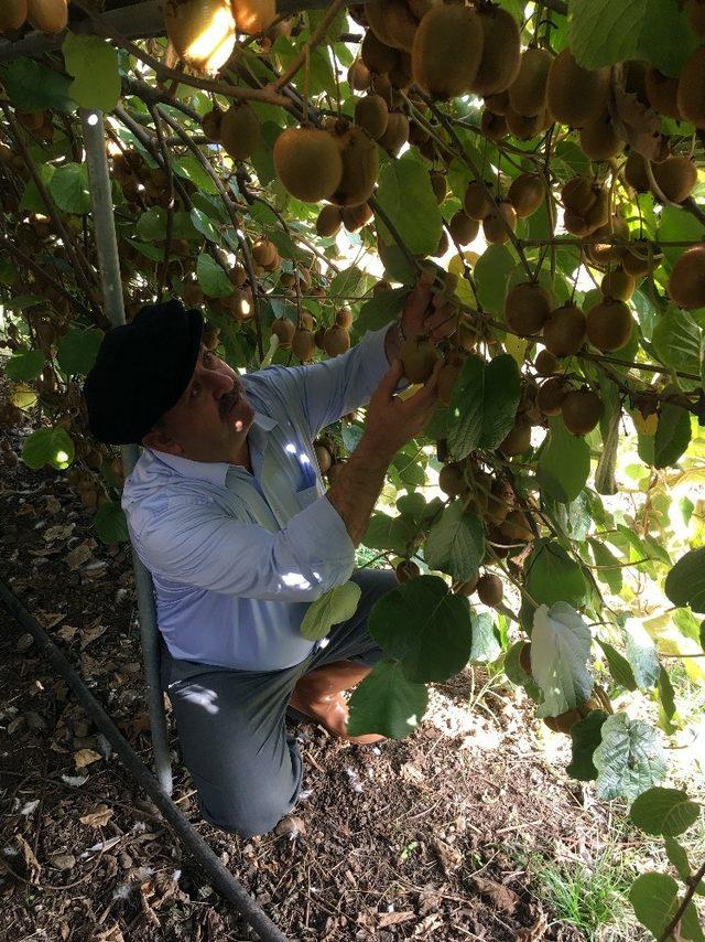 Menteşe’de Kivi hasadı başladı