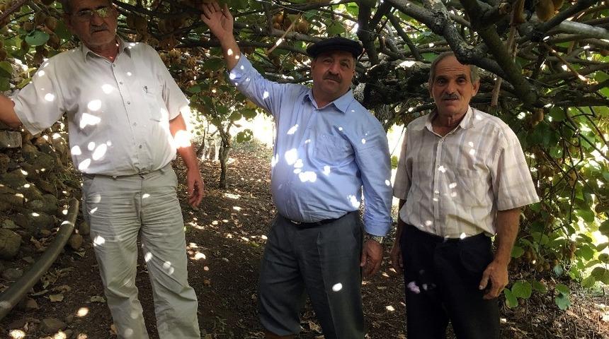 Menteşe&rsquo;de Kivi hasadı başladı