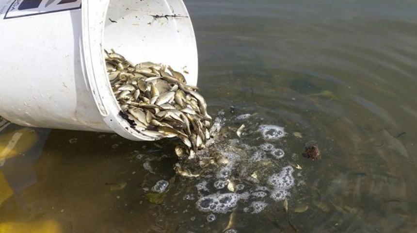 5 milyon sazan yavrusu bırakıldı