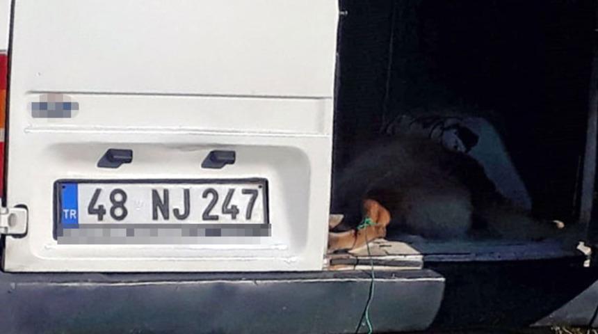 İki kadın s&uuml;r&uuml;c&uuml; g&ouml;r&uuml;r g&ouml;rmez takibe aldı! K&ouml;peği minib&uuml;s&uuml;n arkasına bağlayıp s&uuml;r&uuml;kledi