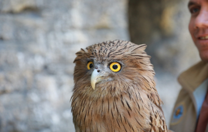 Dünyada nadir bulunan balık baykuşu Mersin'de bulundu  G3
