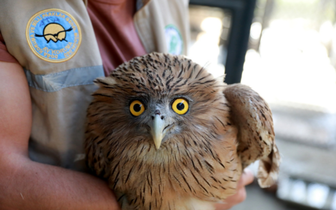 D&uuml;nyada nadir bulunan balık baykuşu Mersin'de bulundu 
