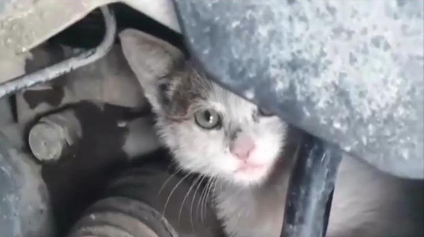 İtfaiye ve &ouml;ğrencilerden kedi kurtarma operasyonu