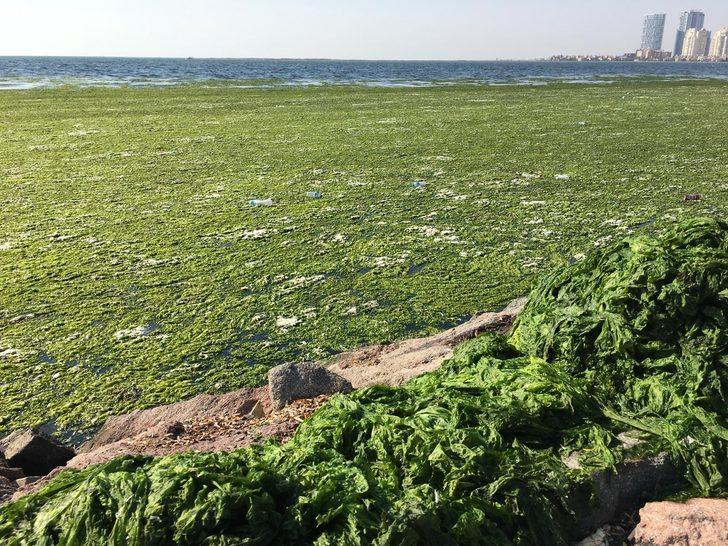 İzmir Körfezi’nde korkutan görüntü: Denizin yüzeyi çimen gibi G2